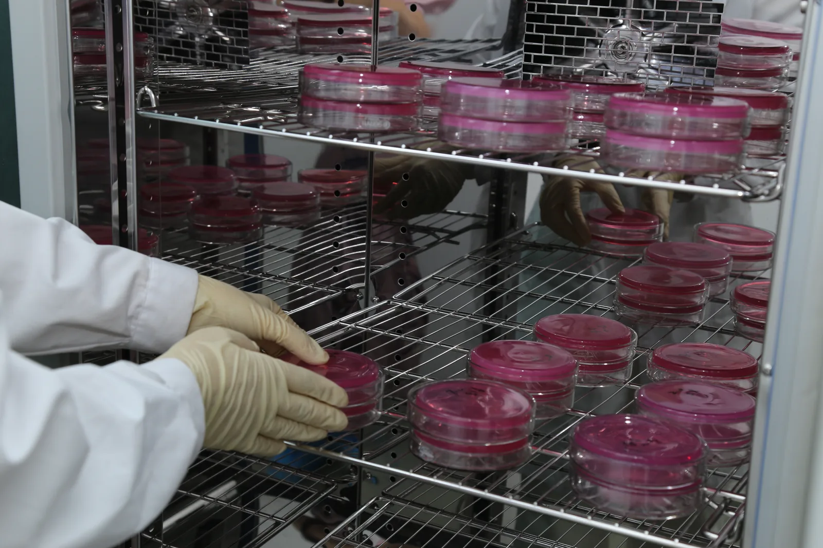 Culture plates being incubated in the microbiology lab